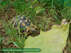 002.opuntia-fico-india-tartarughe