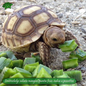 006.opuntia-fico-india-tartarughe