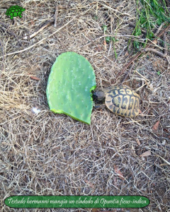 008.opuntia-fico-india-tartarughe