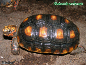 015.chelonoidis-carbonaria-jitka-totti