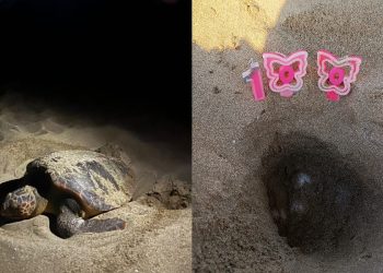 La Sicilia stupisce ancora: già messi in sicurezza più di 100 nidi di tartaruga marina