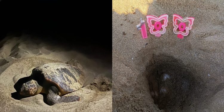 La Sicilia stupisce ancora: già messi in sicurezza più di 100 nidi di tartaruga marina