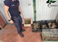 A Trecastagni (CT) 102 testuggini in un giardino: sequestrata una colonia senza documenti