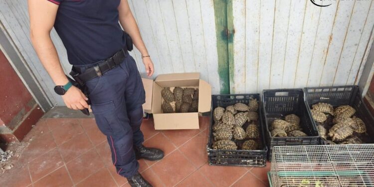 A Trecastagni (CT) 102 testuggini in un giardino: sequestrata una colonia senza documenti