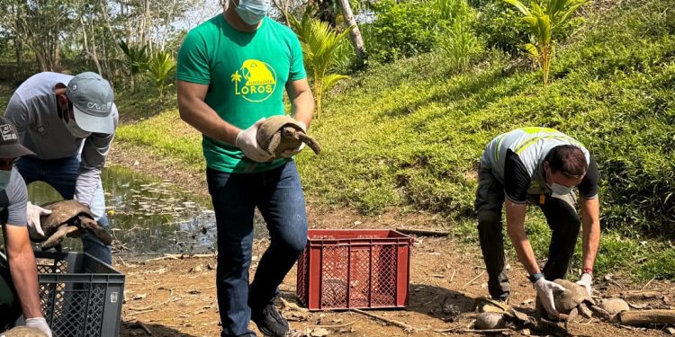 Dopo essere state salvate dal traffico illegale, oltre cento testuggini sono tornate nel loro habitat naturale