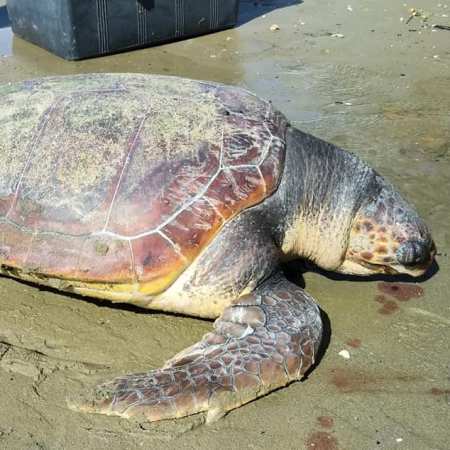 Tartapedia Due tartarughe marine spiaggiate morte in appena due giorni ...