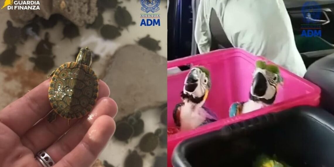 377 animali esotici in un’automobile: il trasporto verso Malta fermato a Pozzallo (RG)