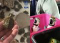 377 animali esotici in un’automobile: il trasporto verso Malta fermato a Pozzallo (RG)