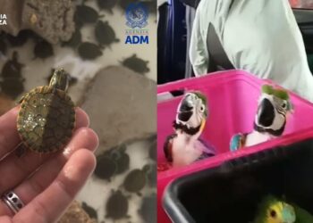 377 animali esotici in un’automobile: il trasporto verso Malta fermato a Pozzallo (RG)