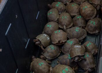 Quattrocento esemplari confiscati in due mesi: l’altra faccia del traffico di Terrapene dagli USA