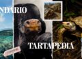 Tartarughe in viaggio tra arte e natura: scopri l’edizione 2026 del Calendario e dell’Agenda Tartapedia