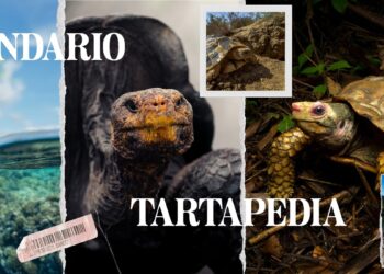Tartarughe in viaggio tra arte e natura: scopri l’edizione 2026 del Calendario e dell’Agenda Tartapedia