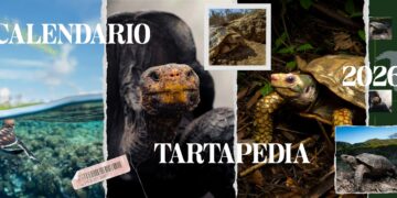 Tartarughe in viaggio tra arte e natura: scopri l’edizione 2026 del Calendario e dell’Agenda Tartapedia