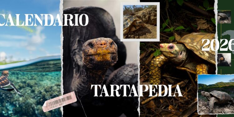 Tartarughe in viaggio tra arte e natura: scopri l’edizione 2026 del Calendario e dell’Agenda Tartapedia