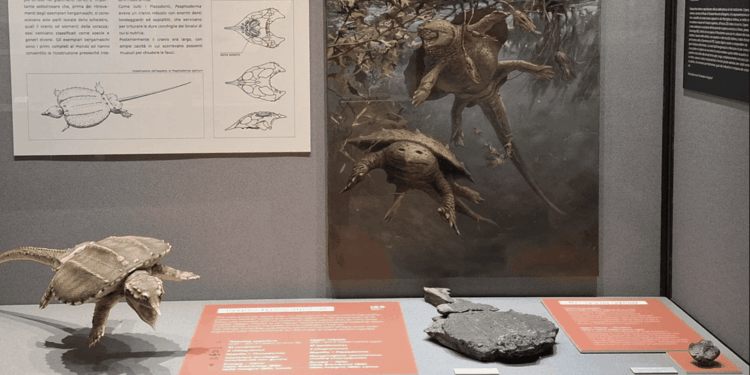 Orezzo (BG): un cranio fossile di Macroplacus raeticus racconta i mari del Triassico italiano