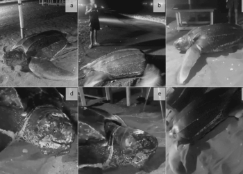 Primo tentativo documentato di nidificazione della tartaruga liuto (Dermochelys coriacea) nel Mediterraneo