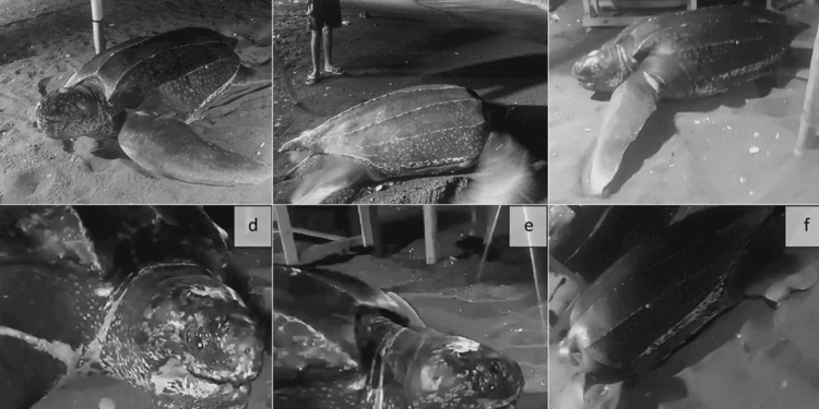 Primo tentativo documentato di nidificazione della tartaruga liuto (Dermochelys coriacea) nel Mediterraneo