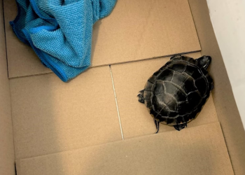 Uomo cerca di salire su un aereo con una tartaruga viva nascosta nei pantaloni ma viene beccato dallo scanner