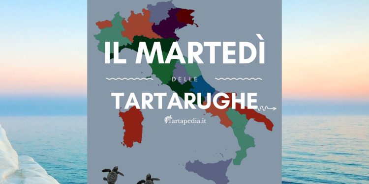 Nidificazioni di tartaruga marina in Italia: primo aggiornamento del 2024