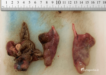 I polmoni delle tartarughe e delle testuggini