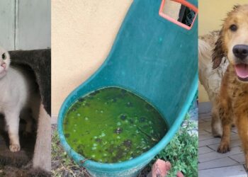 Orrore a Mori: animali salvati da un appartamento lager, trovato anche un coniglio morto