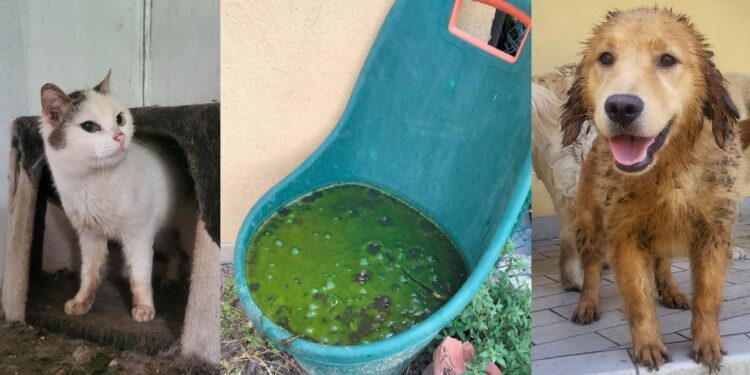 Orrore a Mori: animali salvati da un appartamento lager, trovato anche un coniglio morto