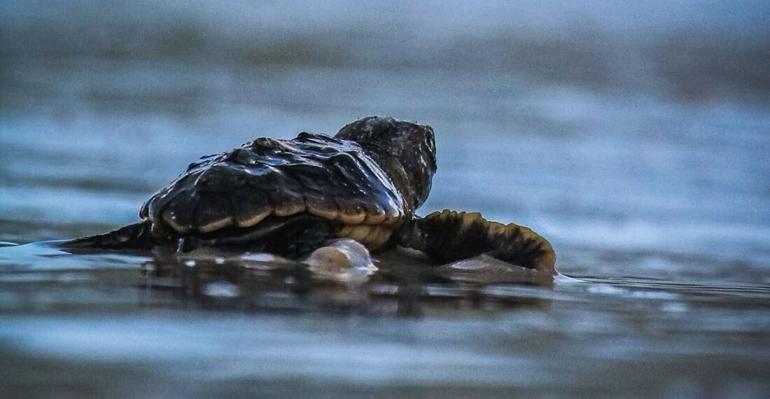Florida, meno piccoli di tartaruga marina ad Anna Maria Island: tra erosione, tempeste e predatori