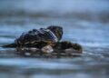 Florida, meno piccoli di tartaruga marina ad Anna Maria Island: tra erosione, tempeste e predatori