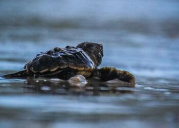 Florida, meno piccoli di tartaruga marina ad Anna Maria Island: tra erosione, tempeste e predatori