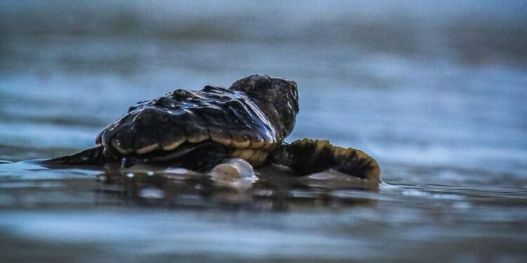 Florida, meno piccoli di tartaruga marina ad Anna Maria Island: tra erosione, tempeste e predatori