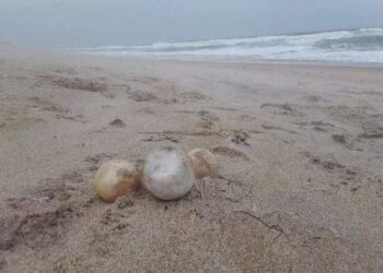 Uova di tartarughe marine e droga nel furgone: arrestato un uomo in Florida