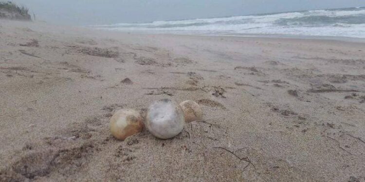 Uova di tartarughe marine e droga nel furgone: arrestato un uomo in Florida