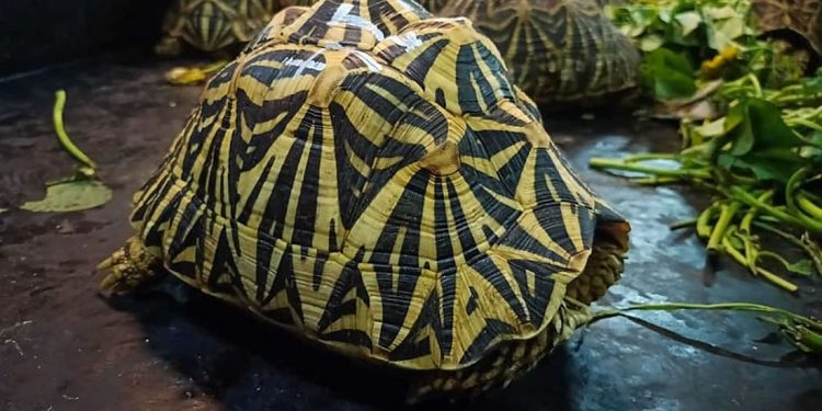 Malesia, arrestati i membri della “Ninja Turtle Gang”: importavano ed esportavano illegalmente esemplari in tutto il mondo