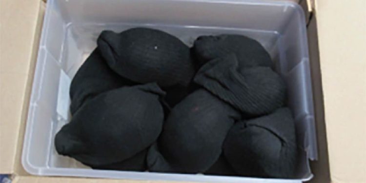 Uomo di Hong Kong accusato di contrabbando: spediva le tartarughe infilandole nei calzini