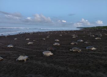 Playa Ostional si tinge di verde: un’arribada da record per le tartarughe olivacee