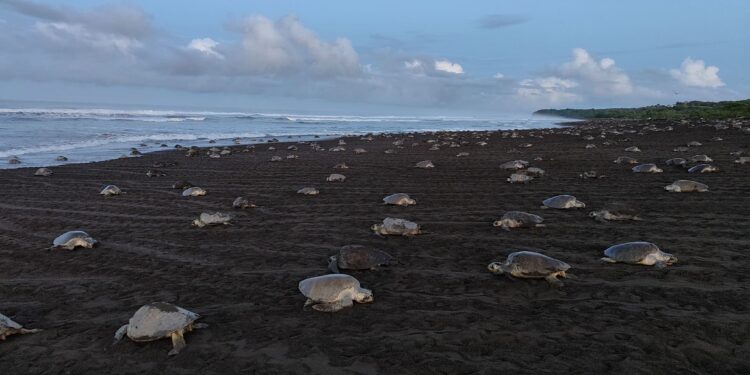 Playa Ostional si tinge di verde: un’arribada da record per le tartarughe olivacee