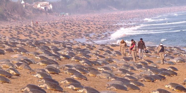 Quasi centomila nidi di tartaruga marina in appena 48 ore: è iniziata l’arribada sulla costa indiana di Odisha