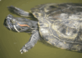 Sempre più tartarughe da compagnia nei corsi d’acqua di South Island (NZ): problema crescente per la salute degli ecosistemi