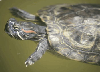 Sempre più tartarughe da compagnia nei corsi d’acqua di South Island (NZ): problema crescente per la salute degli ecosistemi