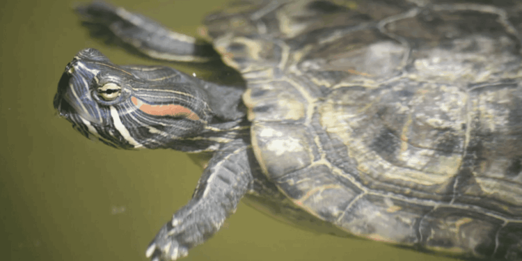 Sempre più tartarughe da compagnia nei corsi d’acqua di South Island (NZ): problema crescente per la salute degli ecosistemi