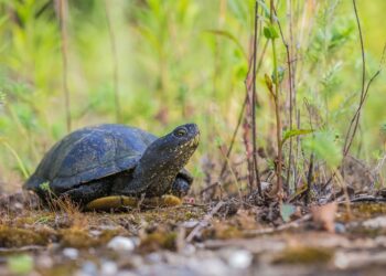 Proteggere l’unica testuggine palustre autoctona: il modello Ticino