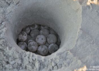 Nidificazioni di tartarughe marine 2025: giugno mostra un’Italia sempre più “casa” per la Caretta caretta