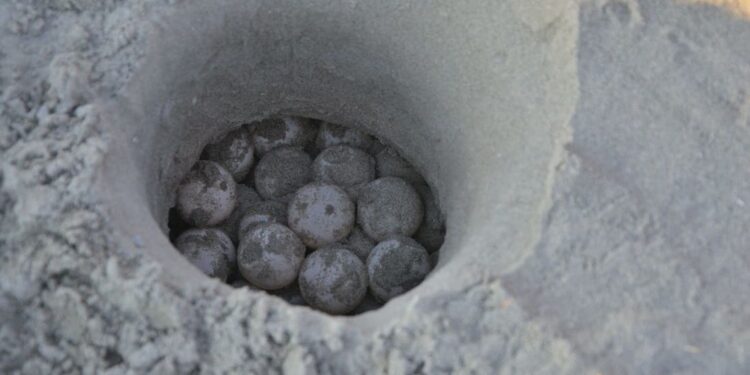 Nidificazioni di tartarughe marine 2025: giugno mostra un’Italia sempre più “casa” per la Caretta caretta