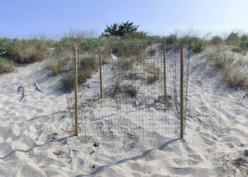 Cinque nuovi “primi” nidi in una sola giornata: le tartarughe marine scelgono ancora le coste italiane