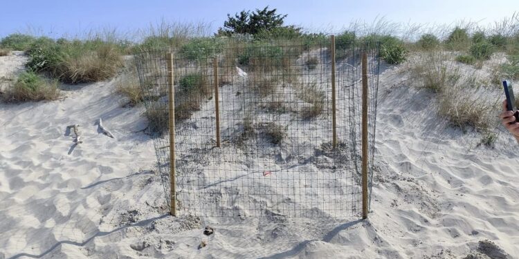 Cinque nuovi “primi” nidi in una sola giornata: le tartarughe marine scelgono ancora le coste italiane