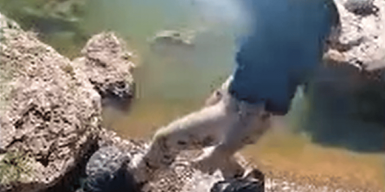 Si diverte a calciare in acqua le tartarughe del laghetto di Bari mentre l’amica la riprende: denunciate entrambe per maltrattamenti