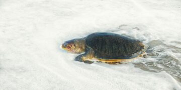 Il riscaldamento e le variazioni della produttività oceanica alterano la fenologia di una grossa popolazione di Caretta caretta a Capo Verde
