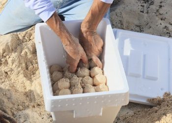 Oltre diecimila uova di tartaruga marina prelevate dalle spiagge di Cancun, in Messico, per proteggerle dall’arrivo dell’uragano Beryl