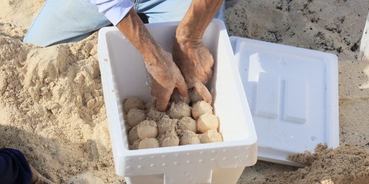 Oltre diecimila uova di tartaruga marina prelevate dalle spiagge di Cancun, in Messico, per proteggerle dall’arrivo dell’uragano Beryl