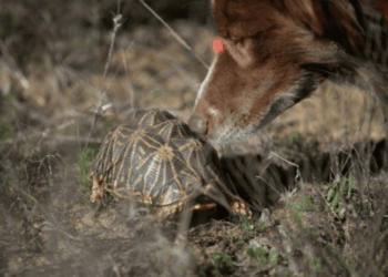 In Sudafrica, i cani salvano le testuggini: un progetto innovativo per proteggere la specie più minacciata del continente